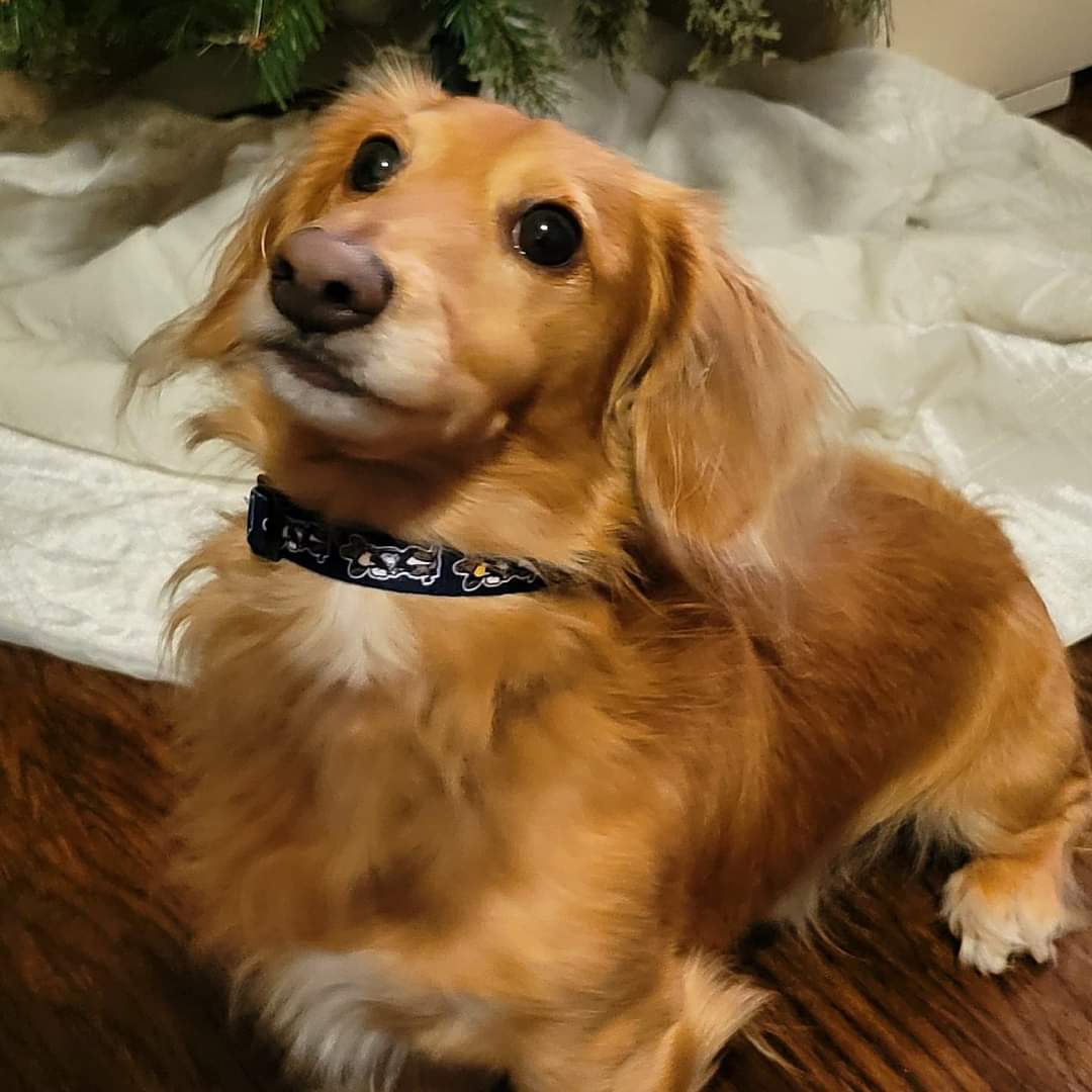 Dog Collars
