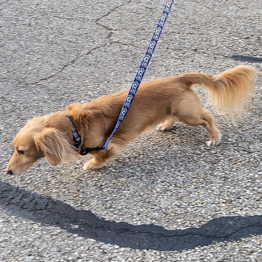 Dog Leash