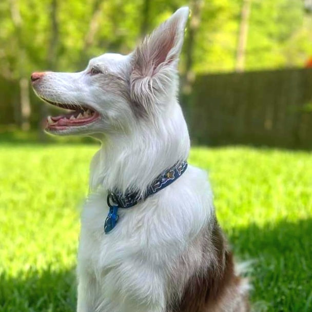 Dog Collars