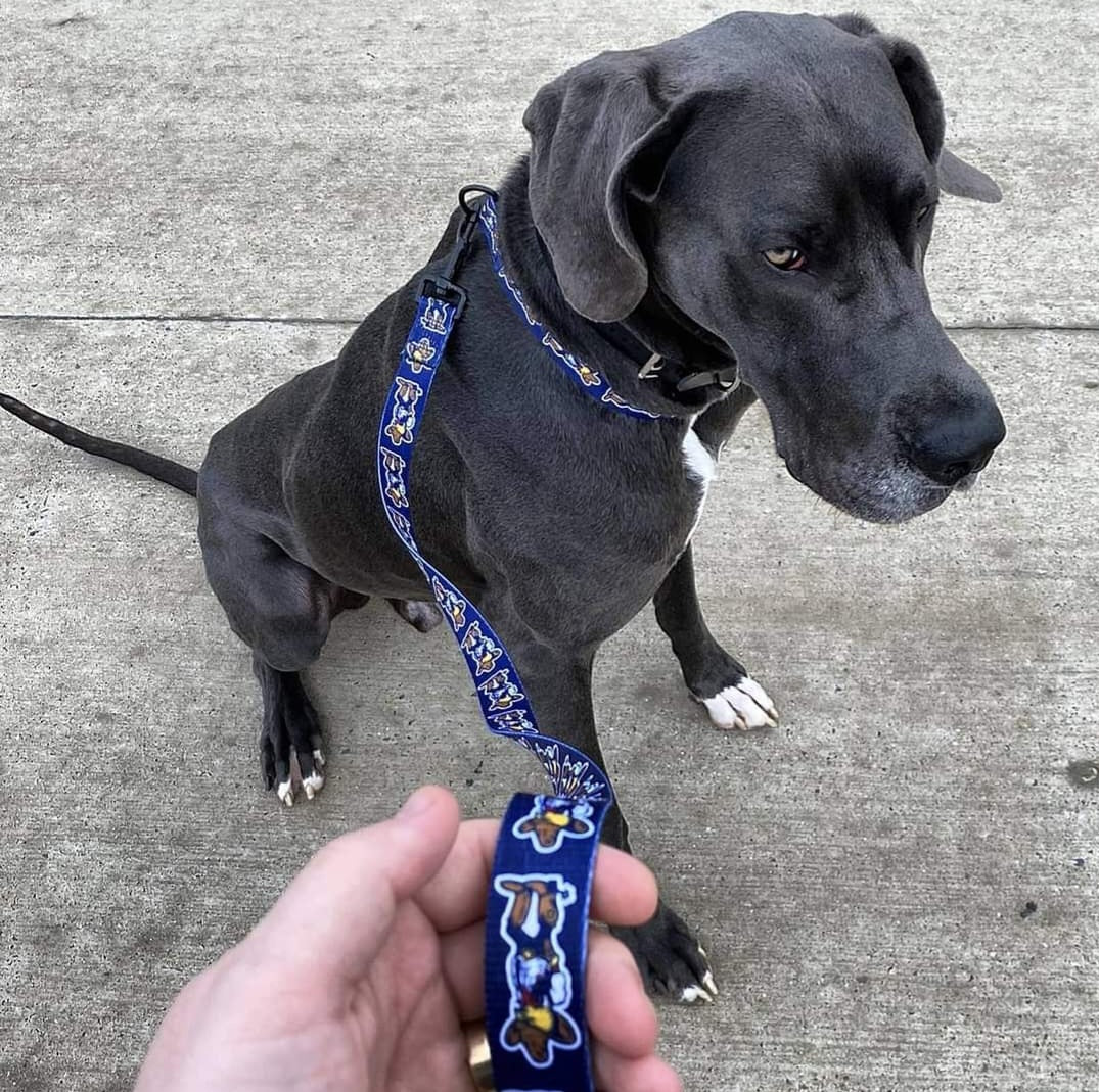 Dog Collars
