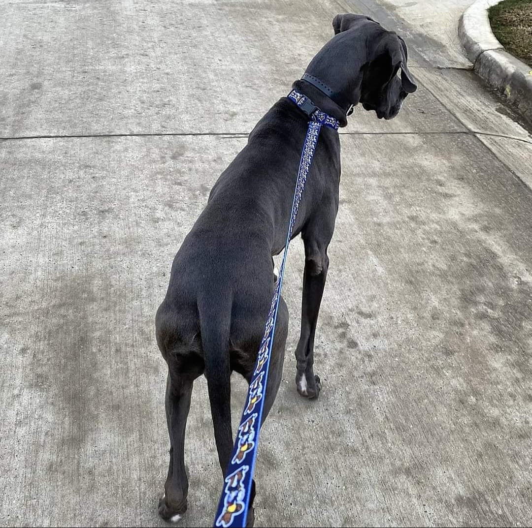 Dog Leash